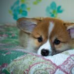 Discover Reddybook: Transforming Digital Learning & Media Integration