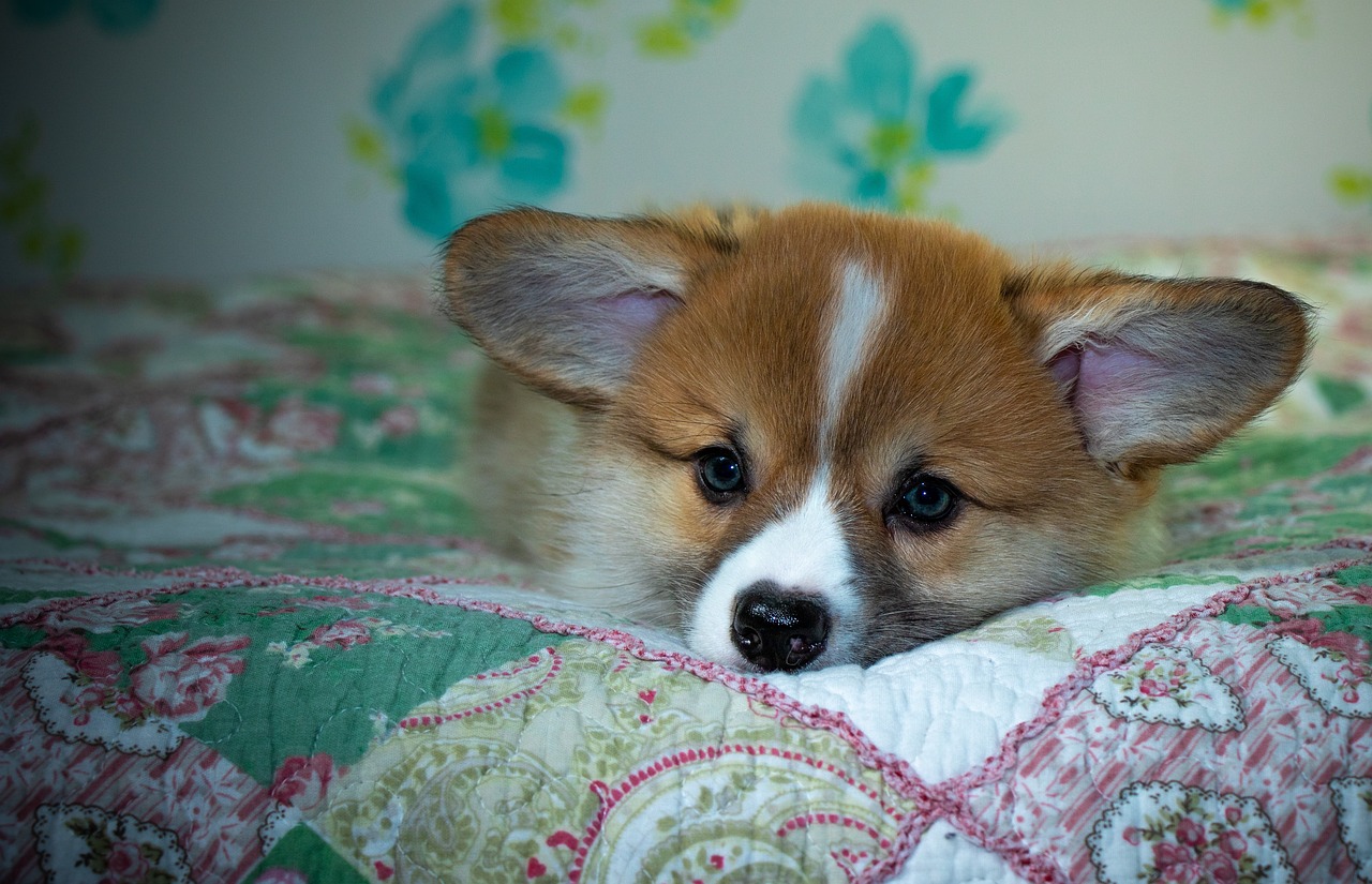 Discover Reddybook: Transforming Digital Learning & Media Integration